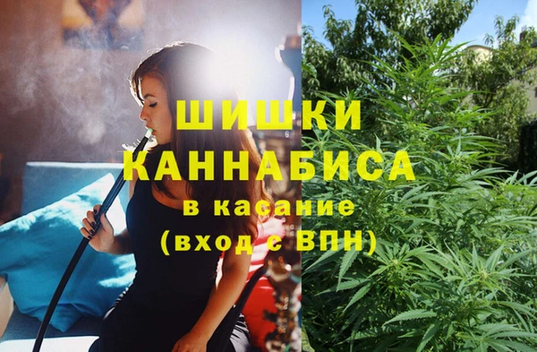 прущие грибы Гусев